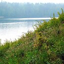 Pruno-Ligustretum - zarośla ligustru i tarniny