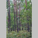 Querco roboris-Pinetum - kontynentalny bór mieszany