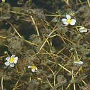 Ranunculetum circinati - zespół jaskra krążkolistnego