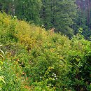 Rhamno-Cornetum sanguinei - zarośla derenia świdwy