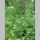 Rubetum idaei - zespół maliny właściwej