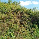 Prunetalia spinosae - ciepłolubne krzewiaste zb. okrajkowe