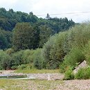 Salicion elaeagni - zbiorowiska żwirowiskowe
