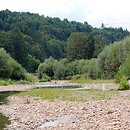 Salici-Myricarietum - zarośla wierzbowe z wrześnią
