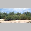 Salicetum triandro-viminalis - wikliny nadrzeczne