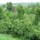 Sambuco-Salicion - nitrofilne zbiorowiska krzewiasto-zaroślowe będące dalszym stadium sukcesji w procesie regeneracji lasu