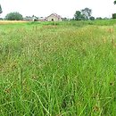 Scirpetum maritimi - zespół sitowca nadmorskiego