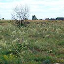 Sedo-Peucedanetum oreoselini