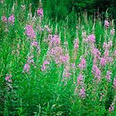 Epilobietea angustifolii - nirofilne zbiorowiska porębowe