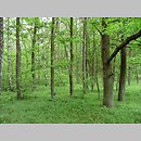 Serratulo-Pinetum - subborealny bór mieszany