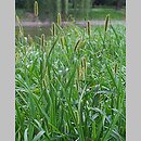 Setaria (włośnica)