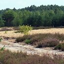 Nardo-Callunetea - bliźniczyska i wrzosowiska
