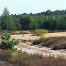 Sieglingio-Agrostietum