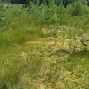 Oxycocco-Sphagnetea - torfowiska wysokie i mokre wrzosowiska