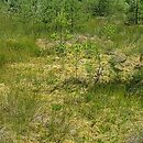 Sphagnetalia magellanici - zbiorowiska kępkowe torfowisk wysokich