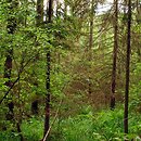 Piceetalia abietis - bory świerkowe i jodłowe