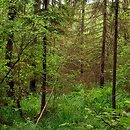 Sphagno girgensohnii-Piceetum - borealna świerczyna (na torfie)