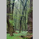 Tilio cordatae-Carpinetum betuli - grąd subkontynentalny