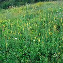 Trifolio-Agrimonietum - zespół koniczyny i rzepiku pospolitego