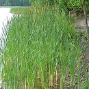 Typhetum angustifoliae - szuwar wąskopałkowy