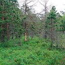 Vaccinio uliginosi-Pinetum sylvestris - bór sosnowy bagienny