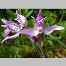 Cephalanthera rubra (buławnik czerwony)