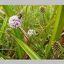 Succisella inflexa (czarcikęsik Kluka)