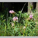 Trifolium lupinaster (koniczyna łubinowata)
