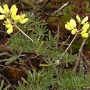 Lupinus arboreus (łubin krzewiasty)