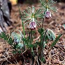 Pulsatilla pratensis (sasanka łąkowa)