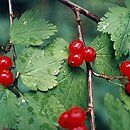 Ribes alpinum (porzeczka alpejska)