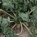Beta vulgaris ssp. vulgaris var. altissima (burak cukrowy)