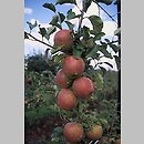 Malus domestica (jabłoń domowa)