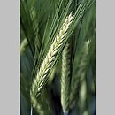 Hordeum (jęczmień)