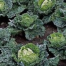 Brassica (kapusta)