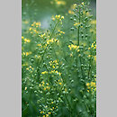 Camelina sativa (lnicznik siewny)