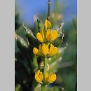Lupinus luteus (łubin żółty)