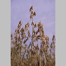 Avena (owies)