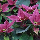 Euphorbia pulcherrima (wilczomlecz piękny)