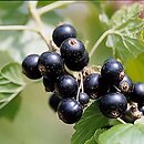Ribes nigrum (porzeczka czarna)