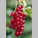 Ribes rubrum (porzeczka zwyczajna)