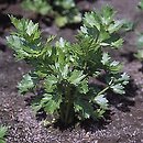 Apium graveolens (selery zwyczajne)