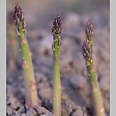 Asparagus officinalis (szparag lekarski)