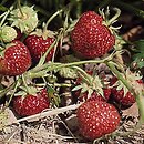 Fragaria ×ananassa (poziomka truskawka)