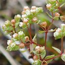 Radiola linoides (lenek stoziarn)