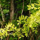 Robinia pseudoacacia Frisia