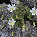 Cerastium alpinum (rogownica alpejska)