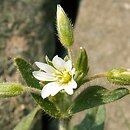 Cerastium fontanum (rogownica źródlana)