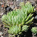 Jovibarba globifera ssp. hirta