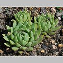 Jovibarba hirta var. hillebrandtii
